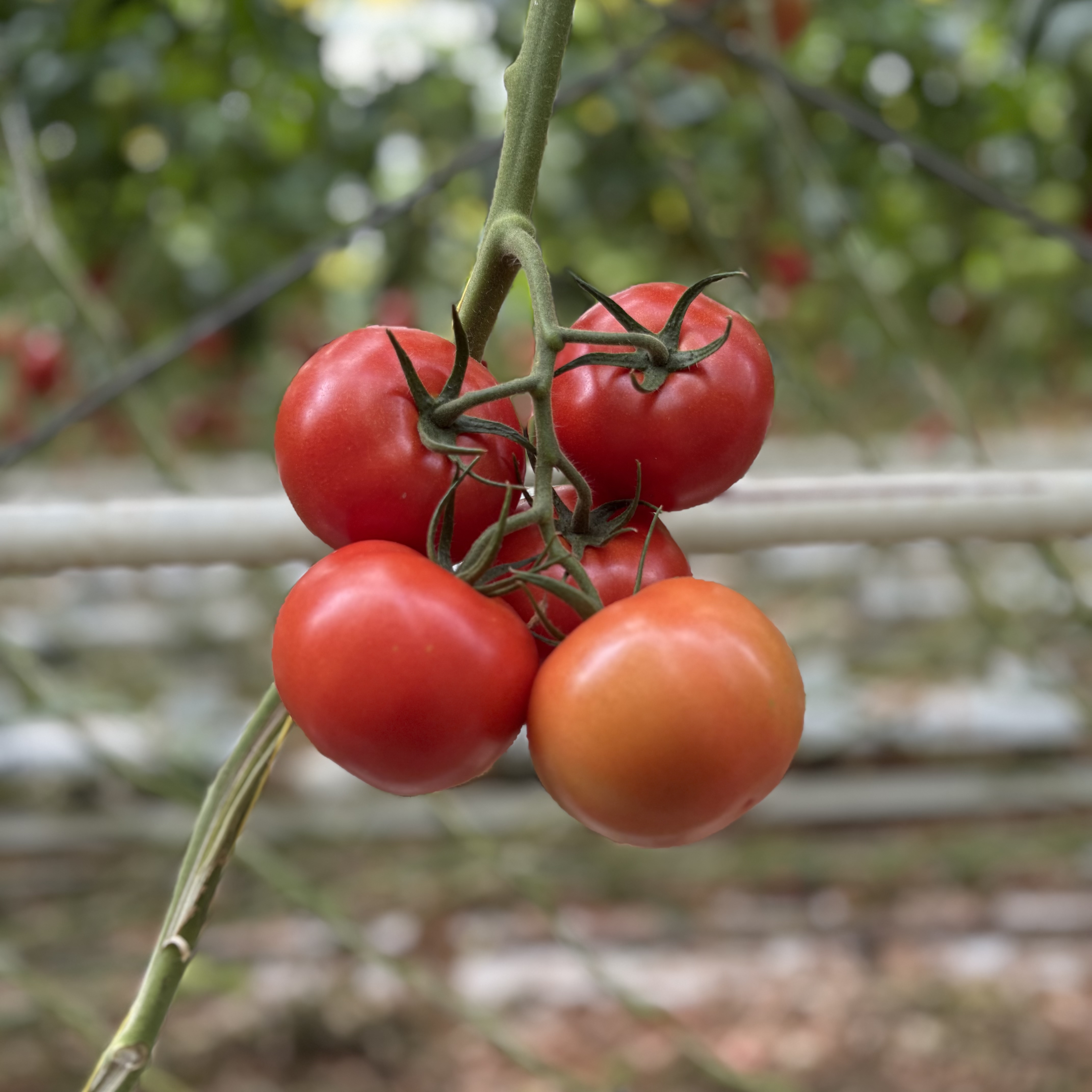 Tomatentros bij Kwekerij Het Kraaiennest