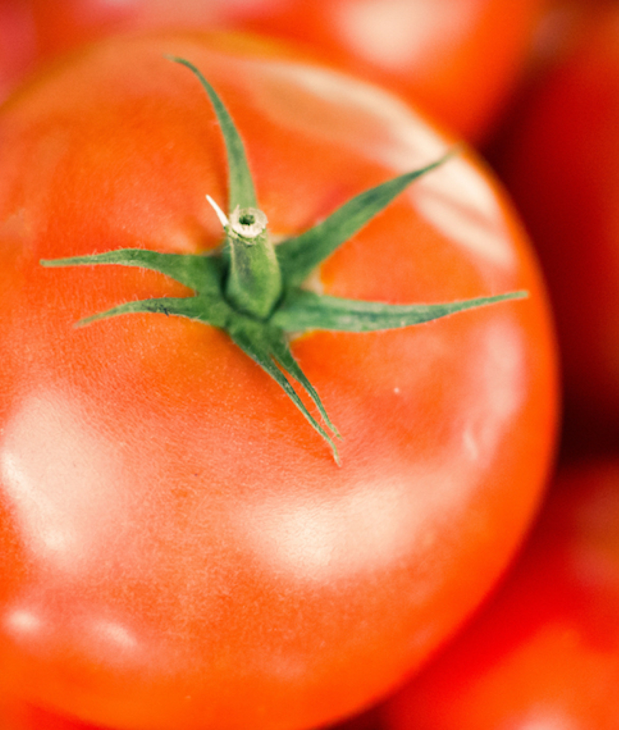 Tomaten bij Kwekerij Het Kraaiennest